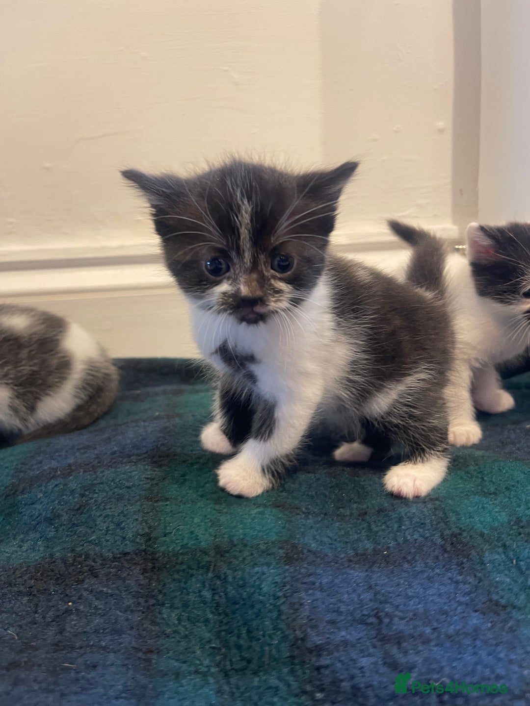 Domestic Shorthair cats for sale: Black & white kittens ready 15th December  - Advert 8
