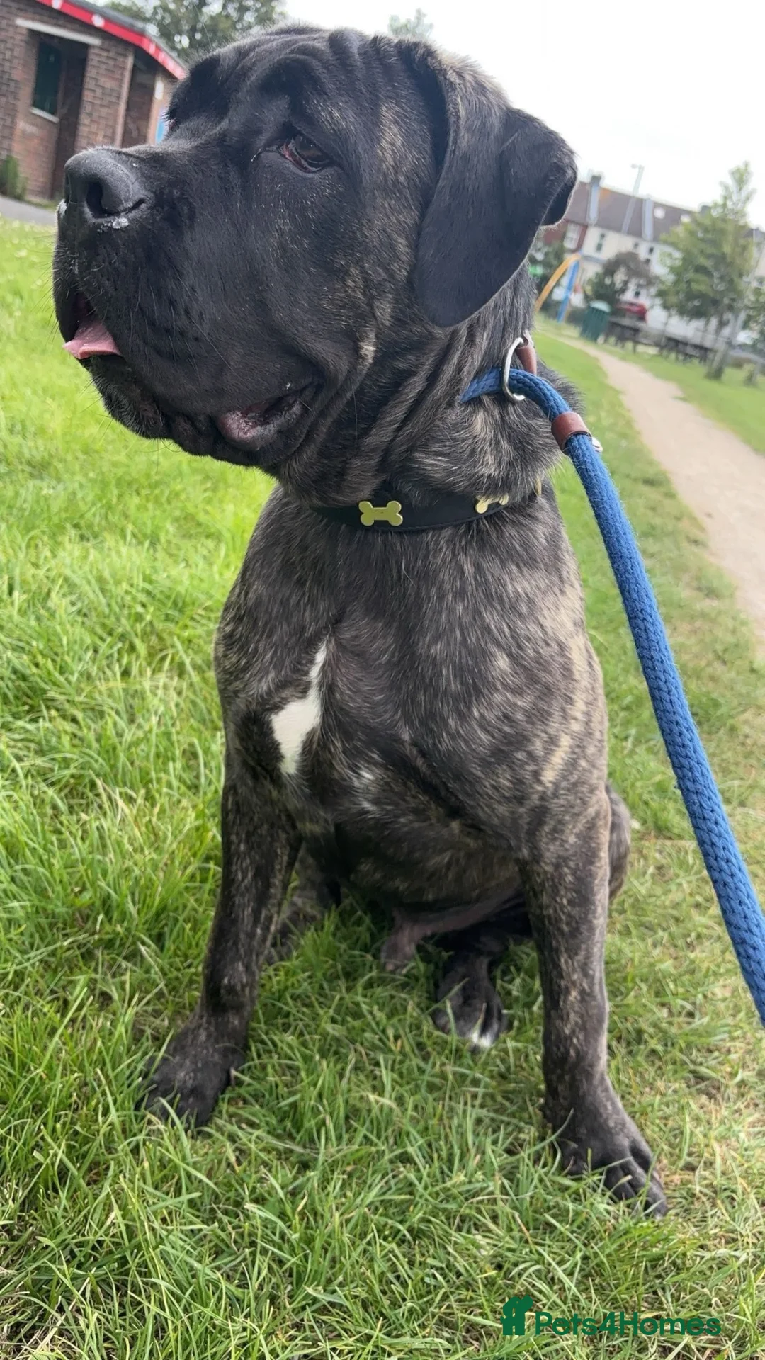 Cane Corso dogs for sale: Cane Corso Rex - Advert 2