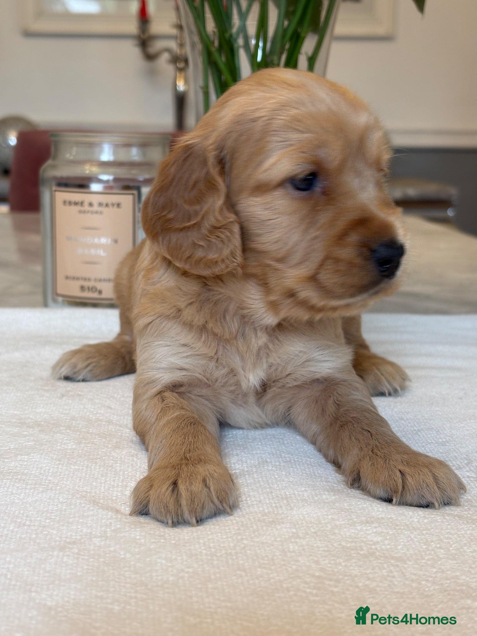 Mixed Breed dogs Mini golden retrievers ( DAKOTA SPORT RETRIEVERS)  - Advert 1