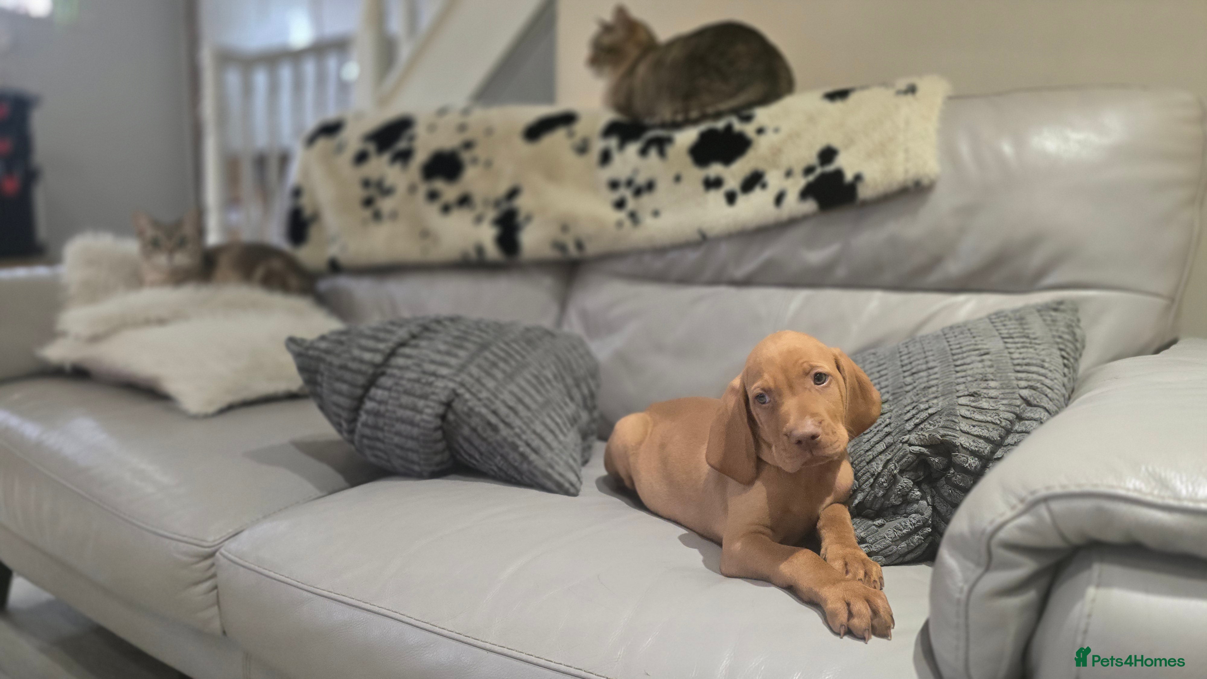 Hungarian Vizsla dogs Beautiful Hungarian Vizsla Puppies 4 Girls 2 Boys - Advert 2