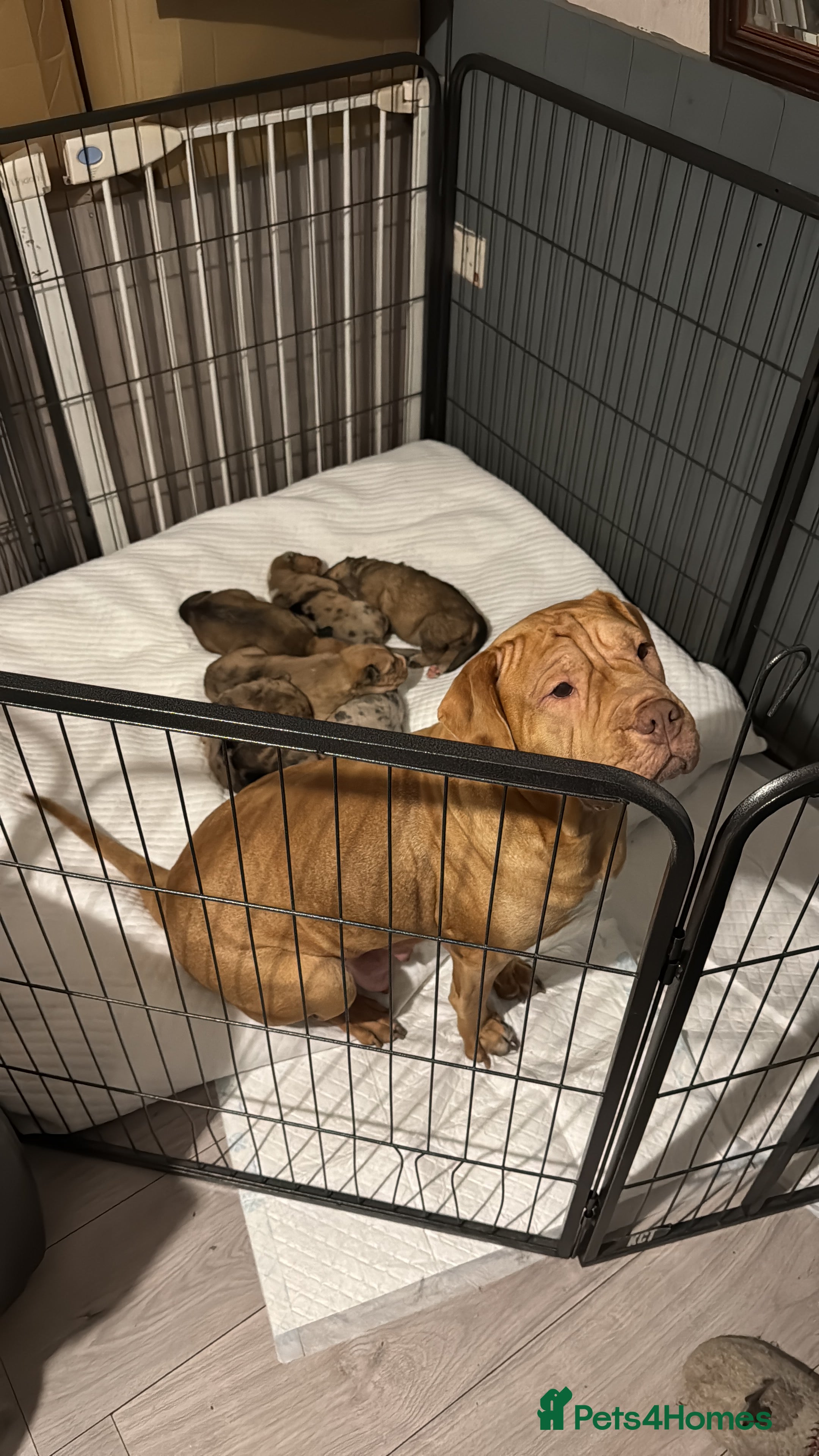 Mixed Breed dogs Puppy - Advert 1