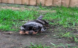Miniature Dachshund dogs for sale: KC registered miniature dachshund puppies - Image 19