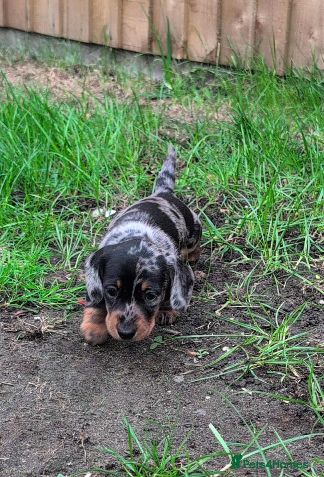 Miniature Dachshund dogs for sale: KC registered miniature dachshund puppies - Image 19