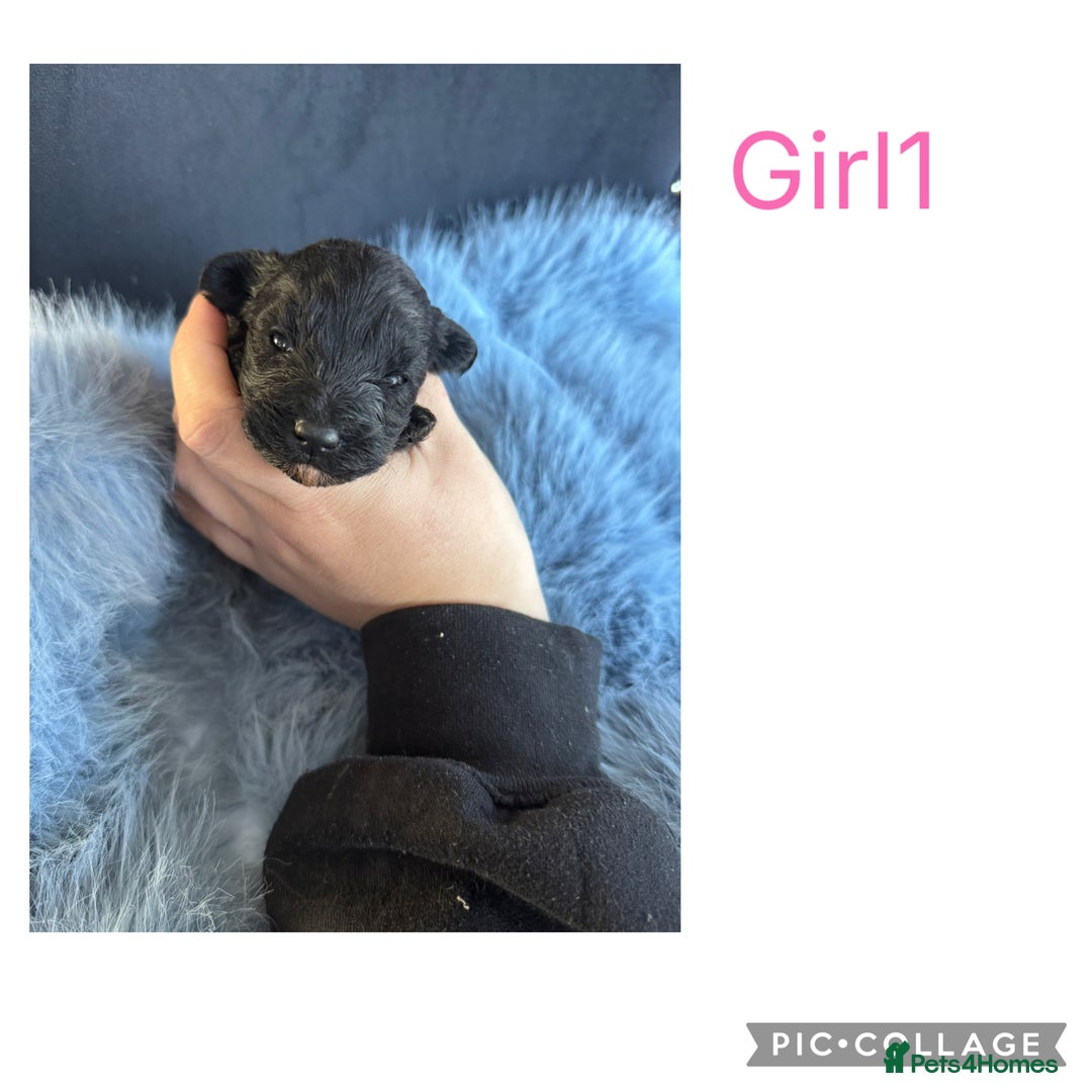 Sheepadoodle dogs for sale: Micro mini Sheepadoodles  - Advert 7