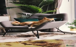 Japanese Shiba Inu dogs for stud: KC Registered Shiba Inu Stud Dog in Newcastle upon Tyne - Image 7