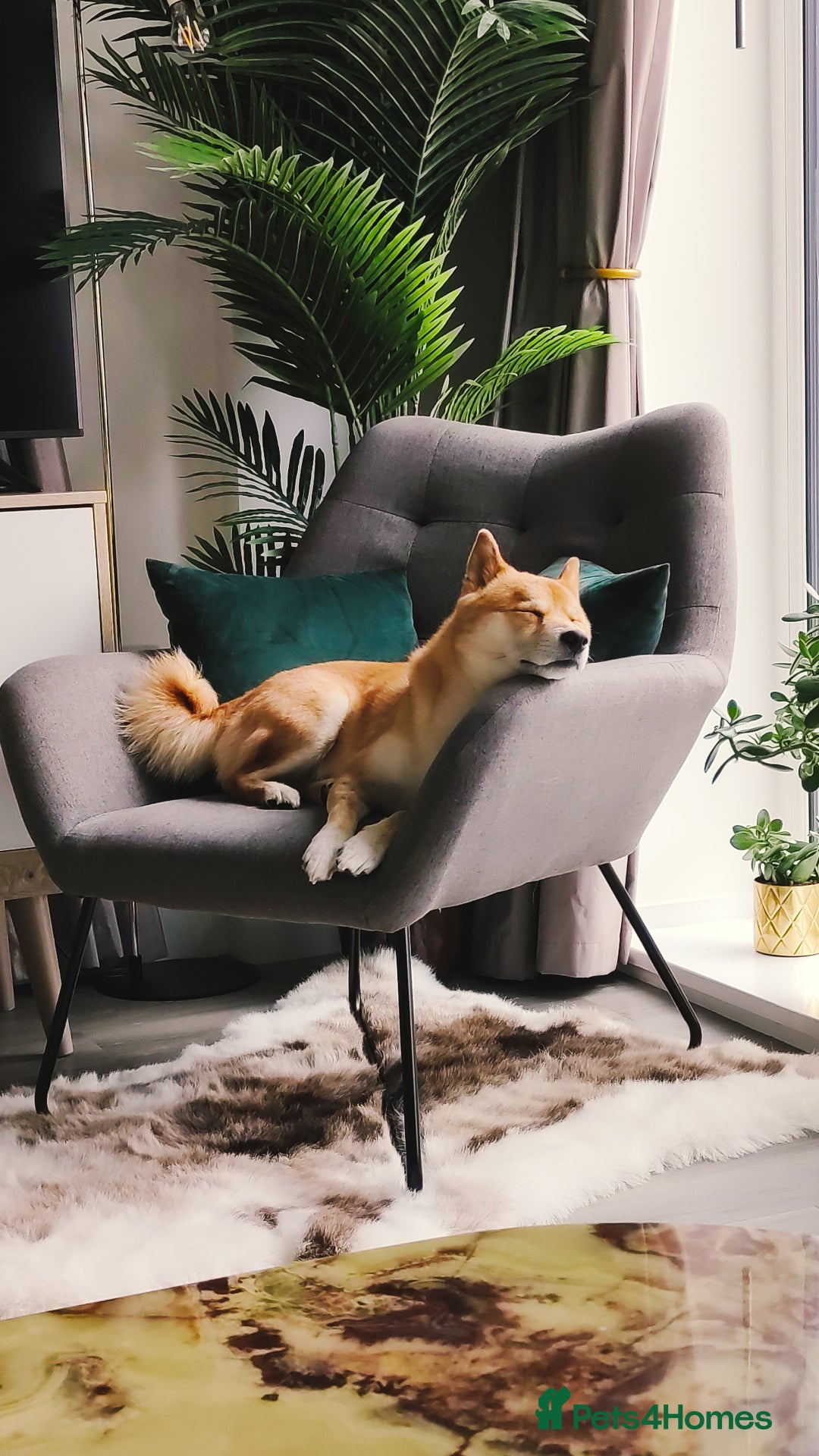 Japanese Shiba Inu dogs for stud: KC Registered Shiba Inu Stud Dog in Newcastle upon Tyne - Image 7