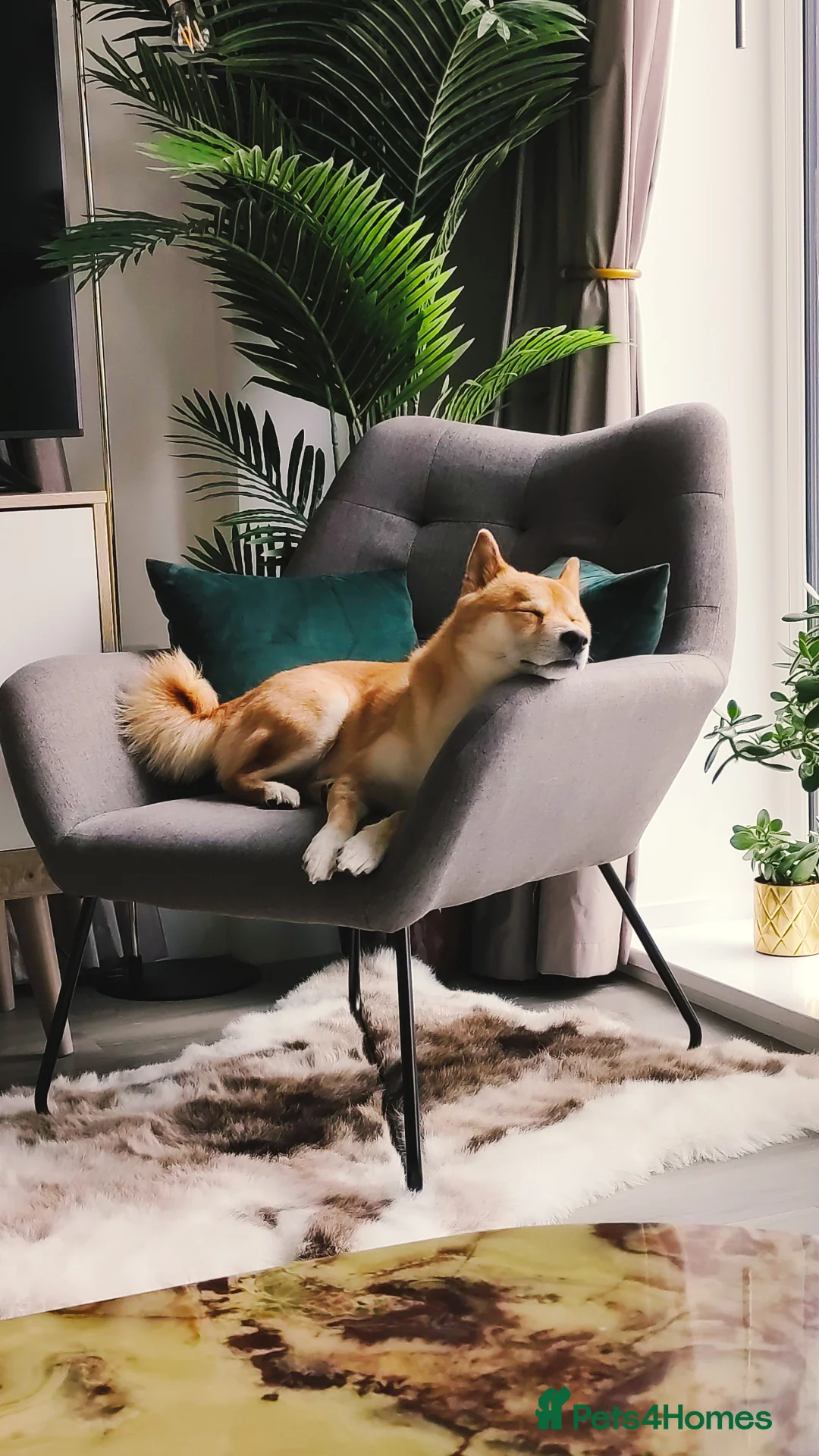 Japanese Shiba Inu dogs for stud: KC Registered Shiba Inu Stud Dog in Newcastle upon Tyne - Advert 7