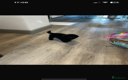 Toy Poodle dogs for sale: Black toy poodle puppy - Image 1