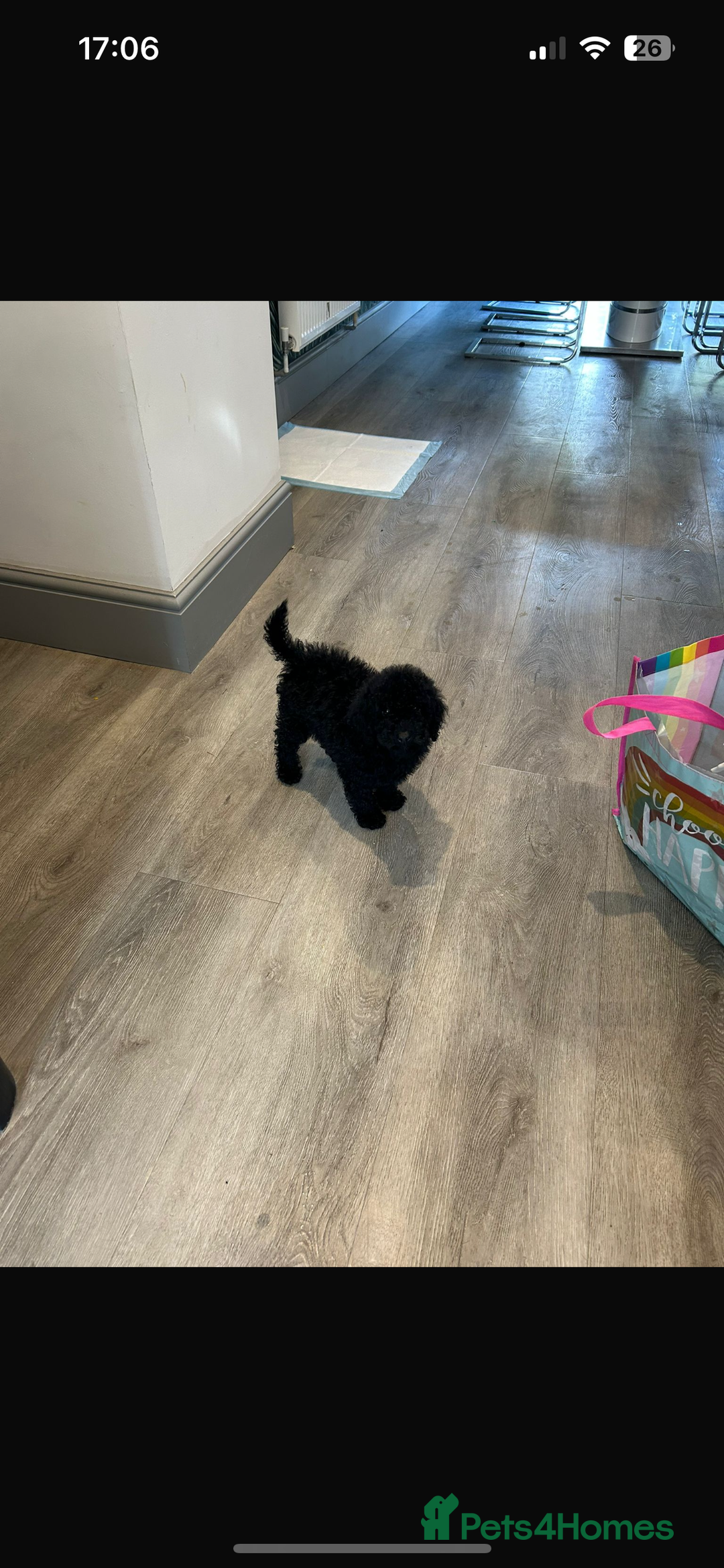 Toy Poodle dogs for sale: Black toy poodle puppy - Image 1