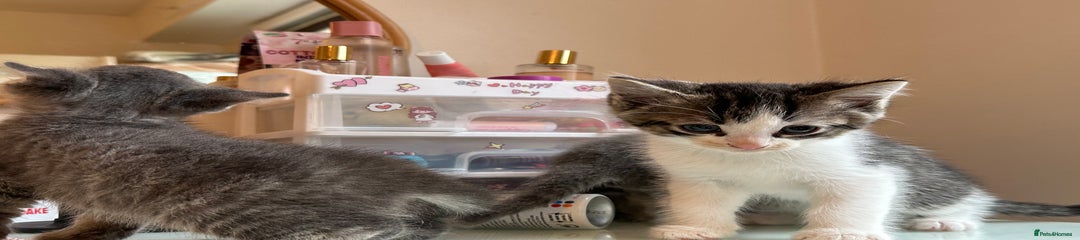Mixed Breed Kitten 3