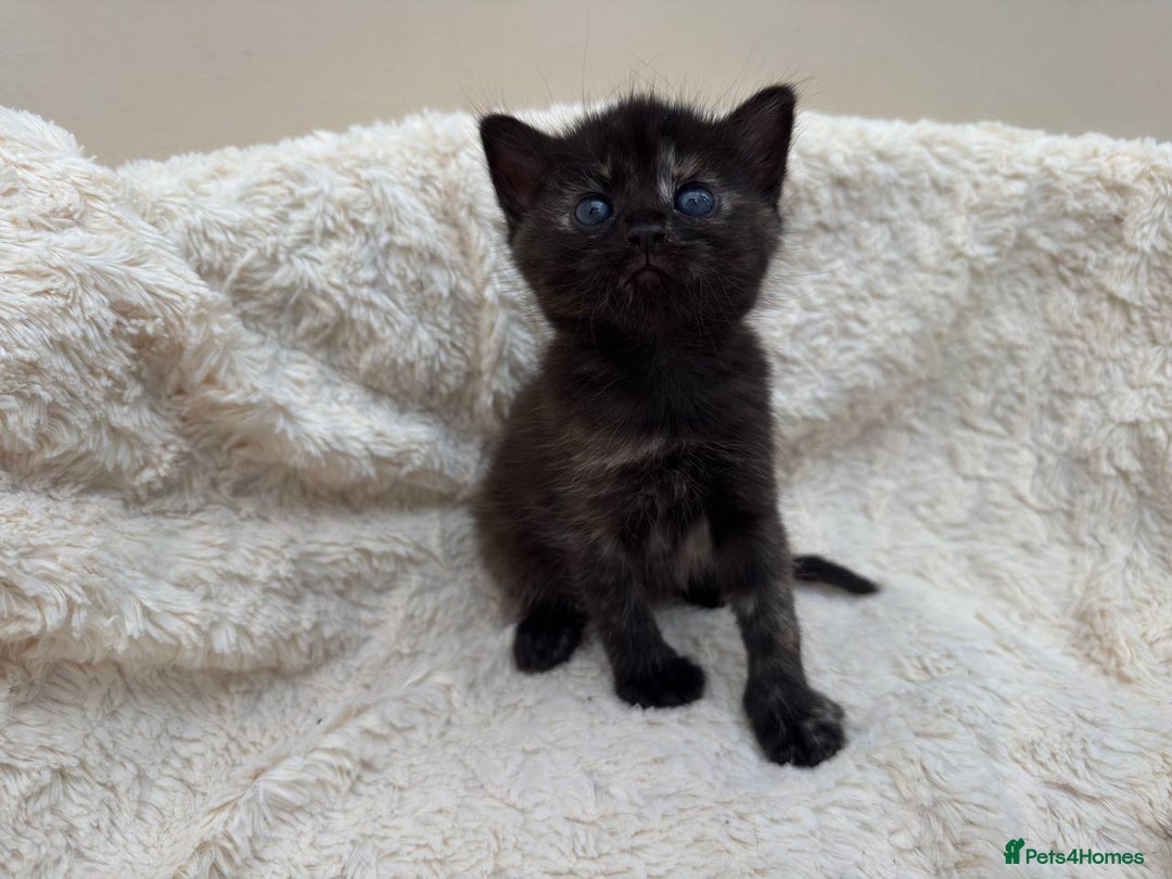 Mixed Breed cats for sale: Adorable Kittens Ready for Loving Homes - Image 13