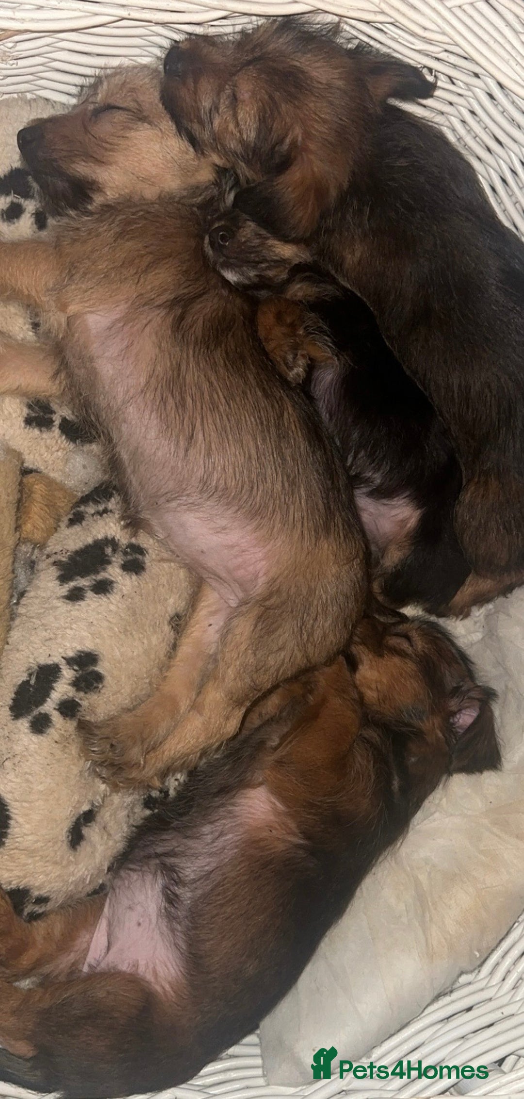 Mixed Breed dogs for sale: Yorkie Jacks  - Advert 1