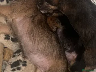 Mixed Breed dogs Yorkie Jacks - Advert 5