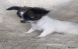 Chihuahua dogs for sale: 2 chihuahua boys left  - Image 8