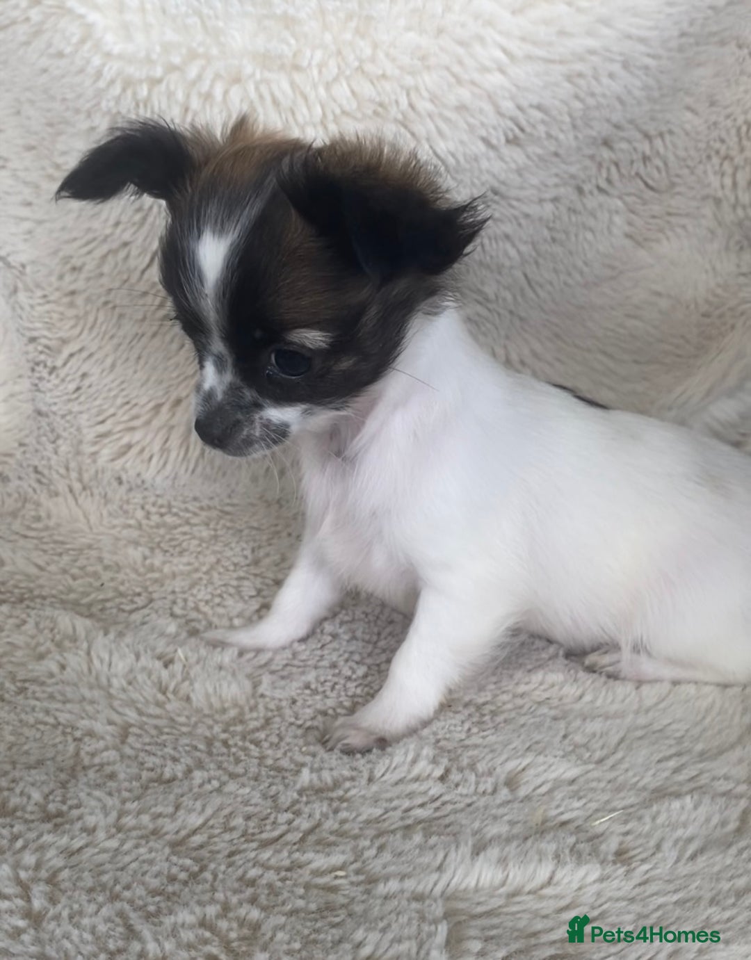 Chihuahua dogs for sale: 2 chihuahua boys left  - Image 8