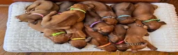Rhodesian Ridgeback dogs for sale: 12 Gorgeous Rhodesian Ridgebacks   - Advert 2