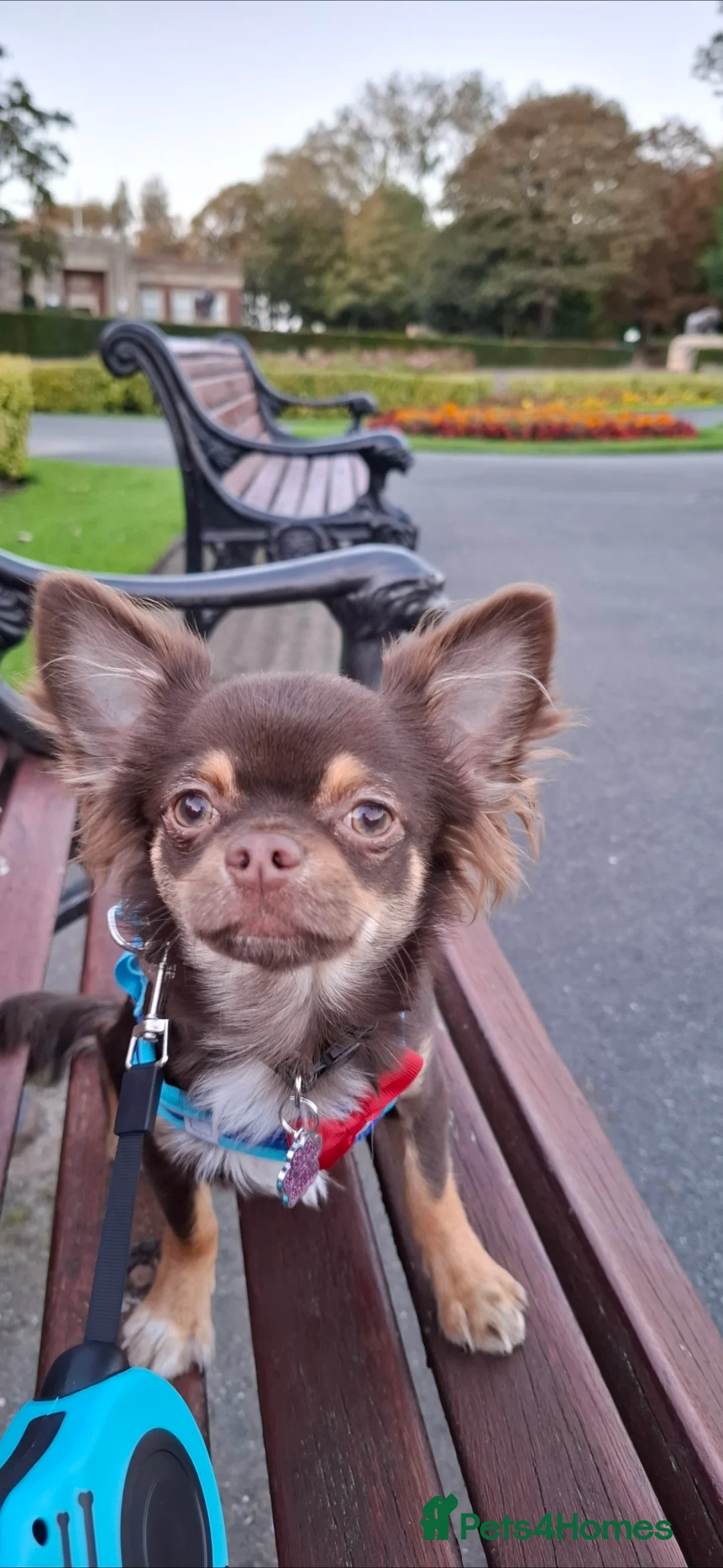 Chihuahua dogs for stud: Teddy for Stud - Advert 2