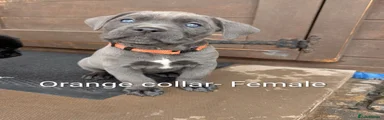 Orange collar 