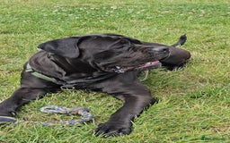 Cane Corso dogs for sale: Cane corso - Image 4