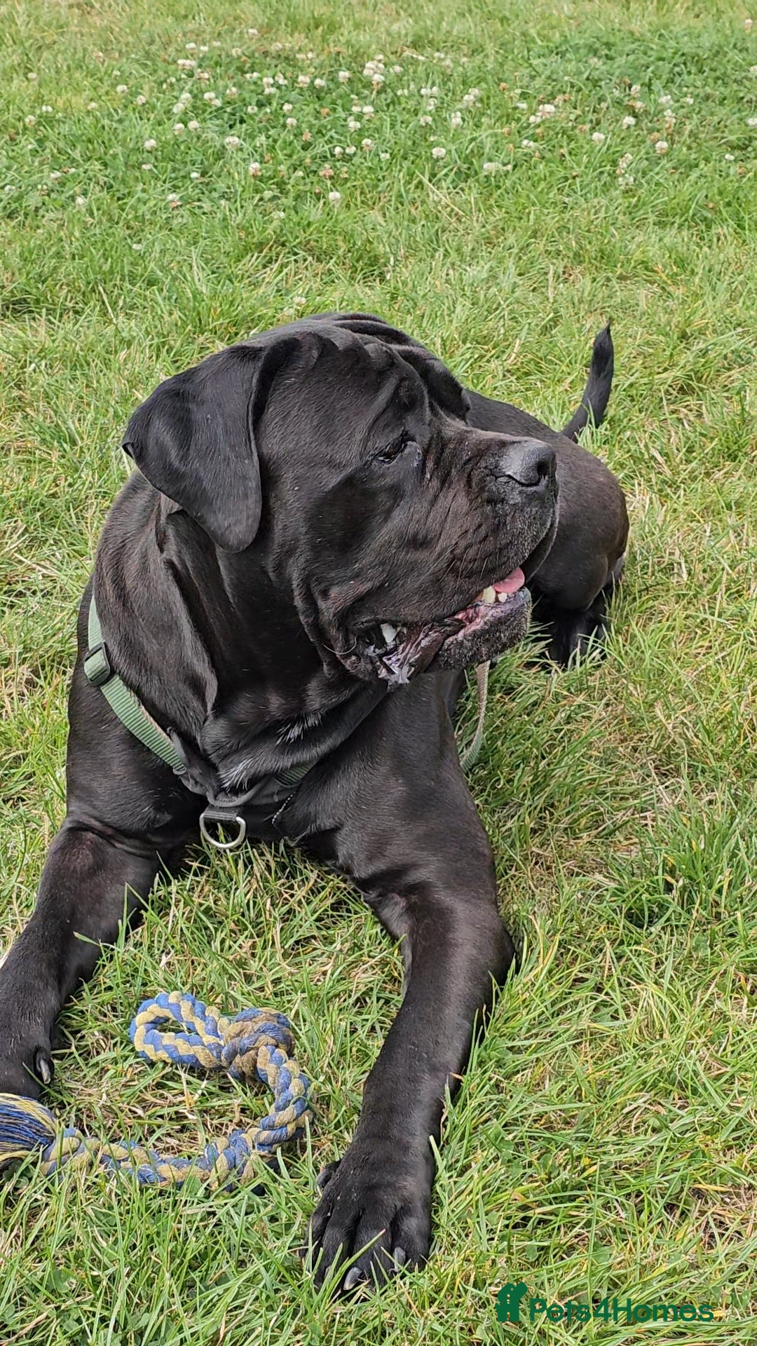Cane Corso dogs for sale: Cane corso - Image 4