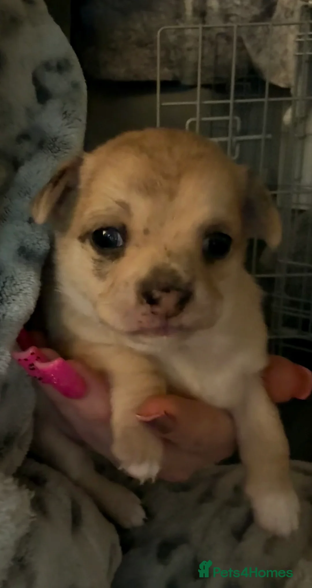 Chihuahua dogs for sale: 2 beautiful female Chihuahua puppies  - Advert 7