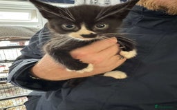 Mixed Breed cats for sale: 4 black and white kittens  - Image 5