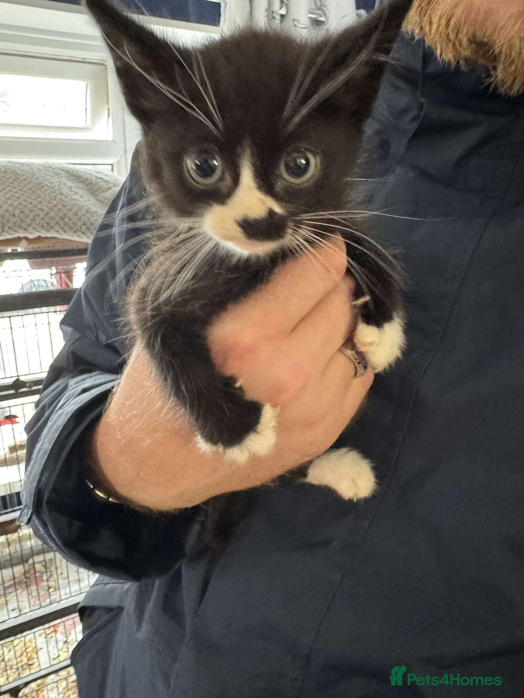 Mixed Breed cats for sale: 4 black and white kittens  - Image 5