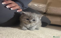 British Shorthair cats for sale: Beautiful British short hair kittens  - Image 3