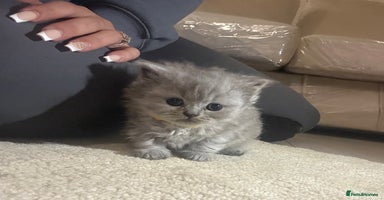 British Shorthair cats - Advert 10