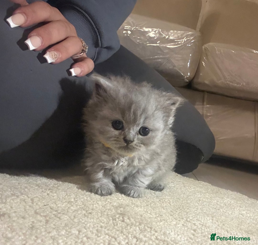 British Shorthair cats for sale: Beautiful British short hair kittens  - Image 3