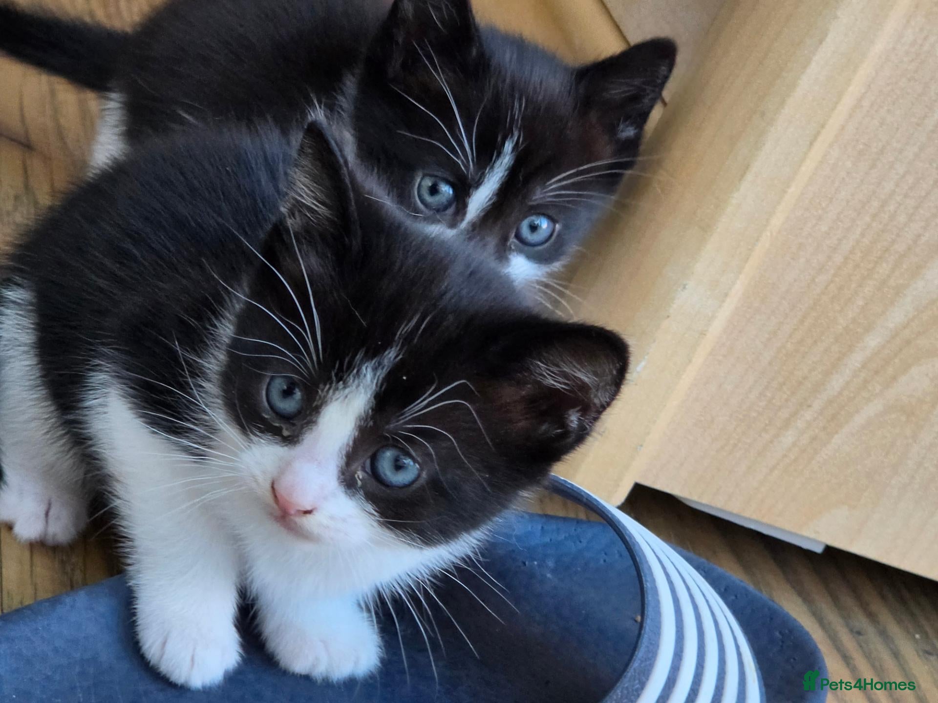 Mixed Breed cats for sale: 🐱 Cute Kittens for Sale 🐾  - Advert 14