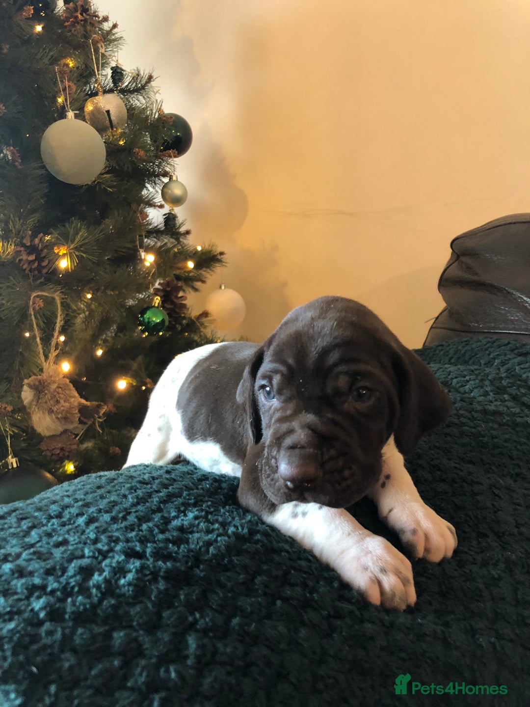 German Shorthaired Pointer dogs for sale: ALL RESERVED  - Advert 16