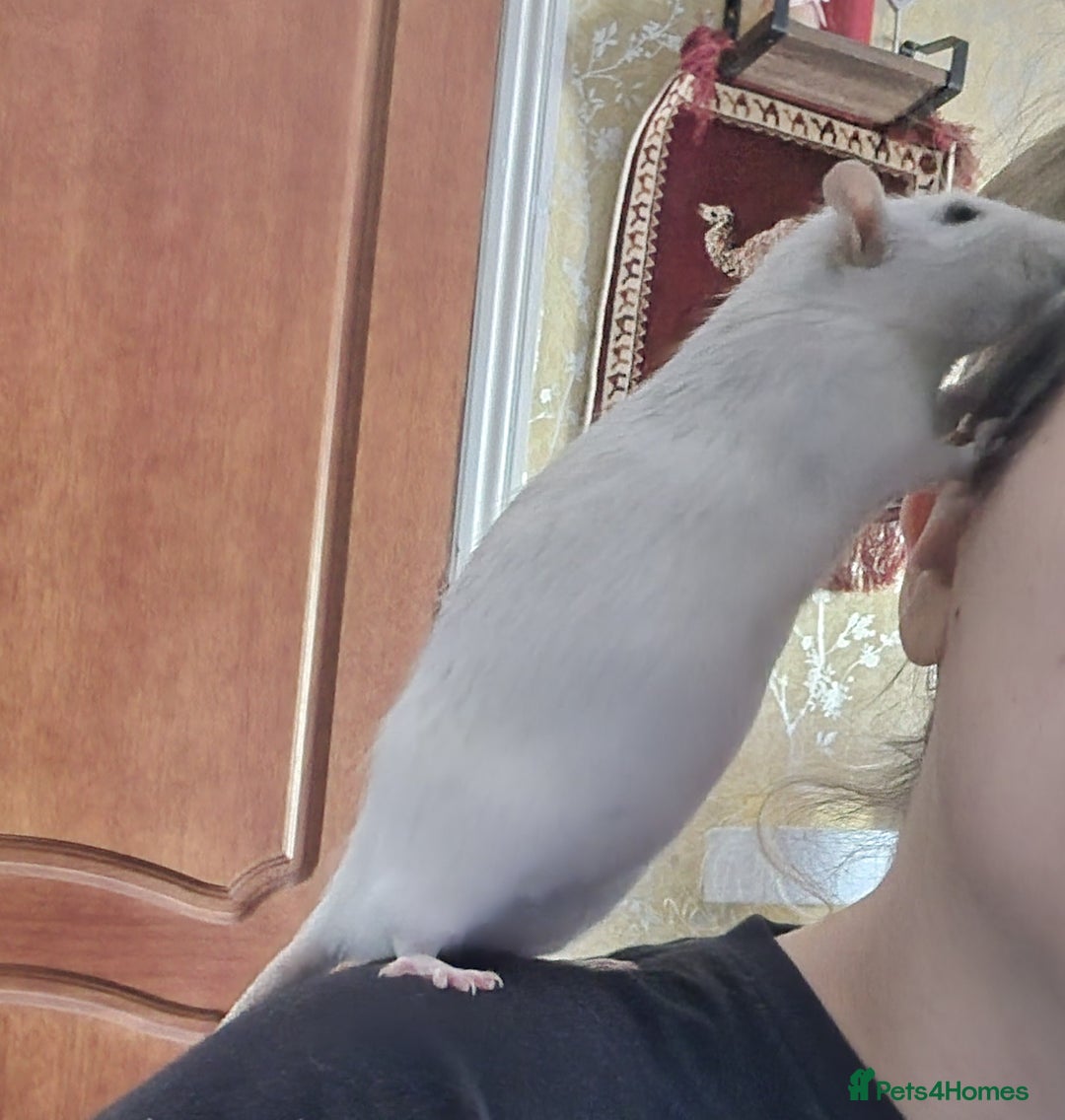 Rat rodents for sale: 10 months old female rats - Image 2