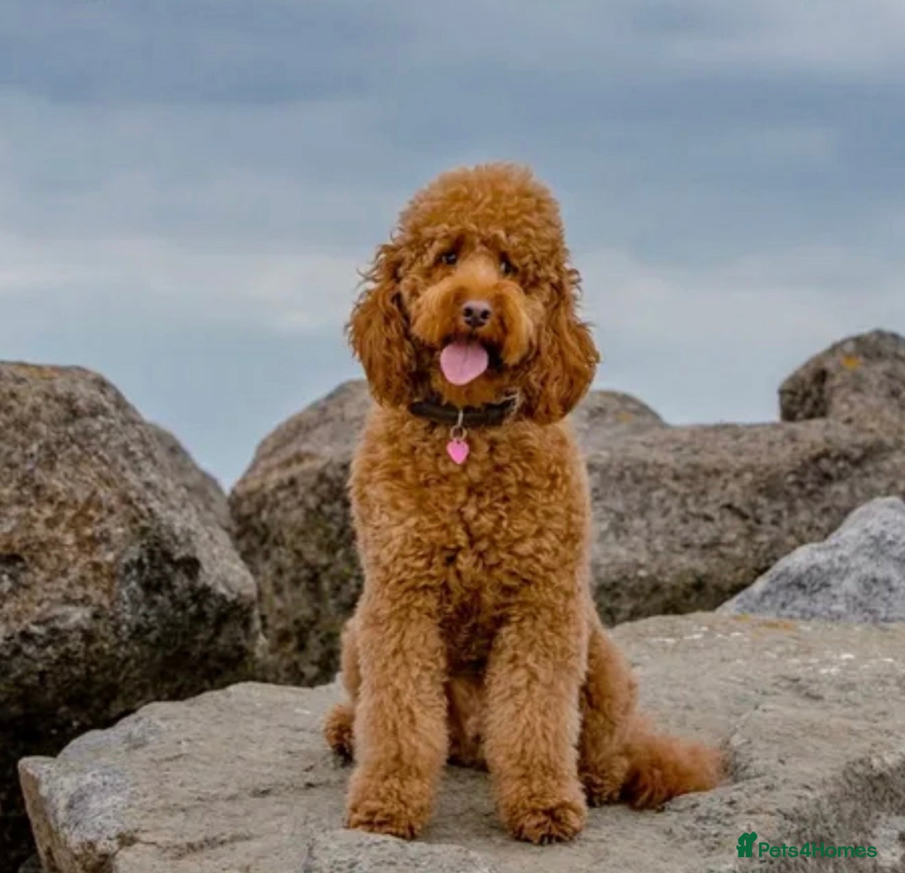 Labradoodle dogs Exceptional F1BB Labradoodle Puppies - Home Raised - Advert 13