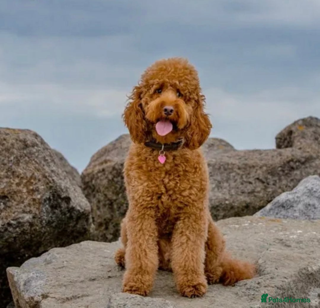 Labradoodle dogs for sale: Exceptional F1BB Labradoodle Puppies - Home Raised - Advert 2