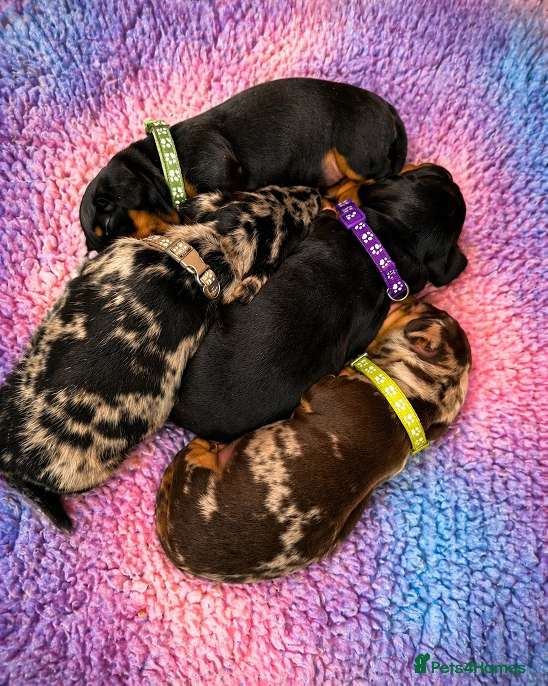 Miniature Dachshund dogs for sale: Miniature dashund for sale.  - Advert 2