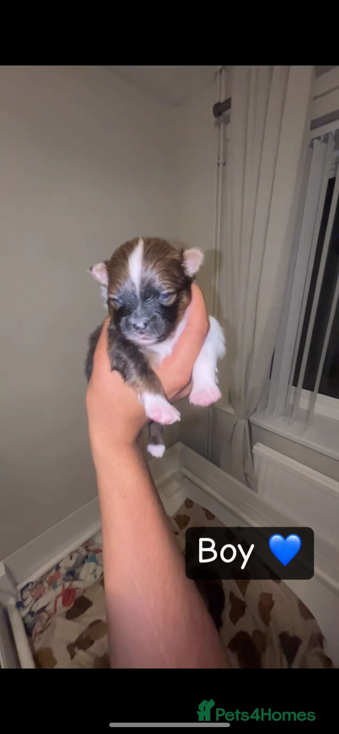 Pomeranian dogs for sale: Pomeranian puppies  - Image 1