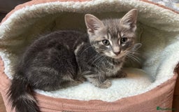 Bengal cats for sale: Gemini grey beauties - Image 10