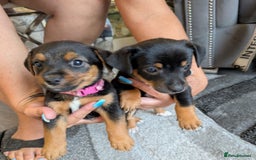 Jack Russell dogs for sale: Jack Russell puppies - Image 2