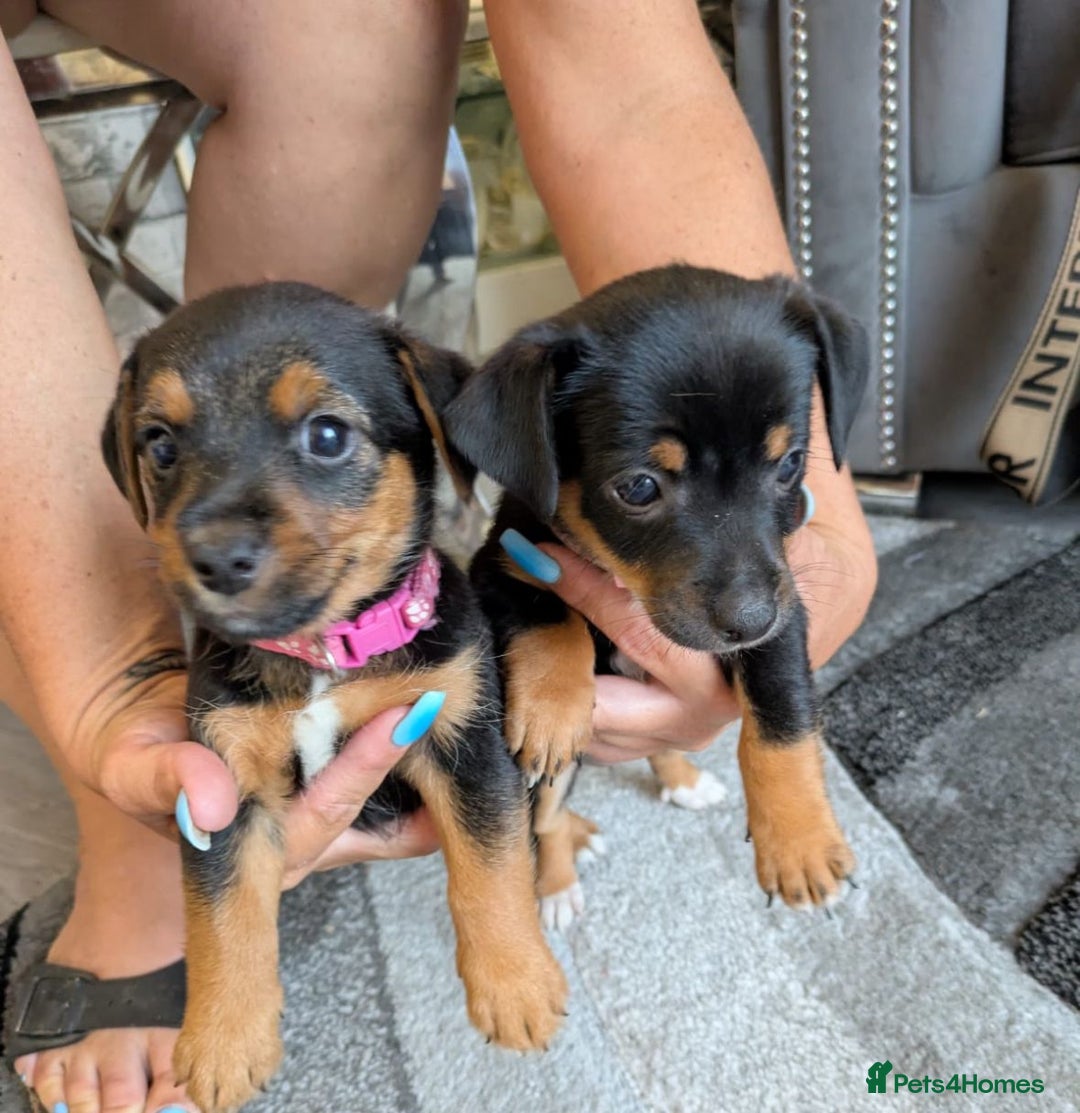 Jack Russell dogs for sale: Jack Russell puppies - Image 2