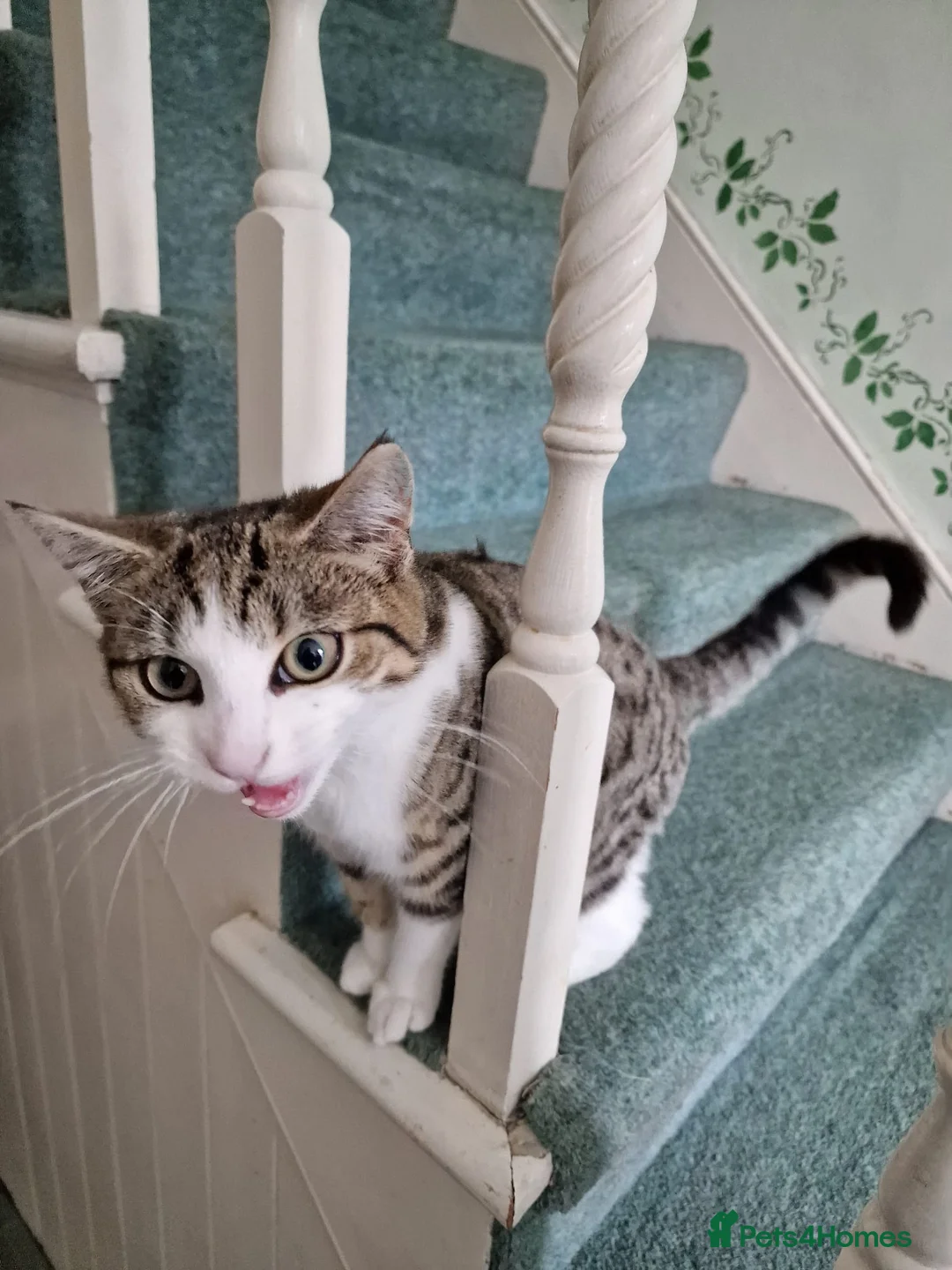 Mixed Breed cats for sale: Tabby Cats 4 Sale in Barking - Advert 1