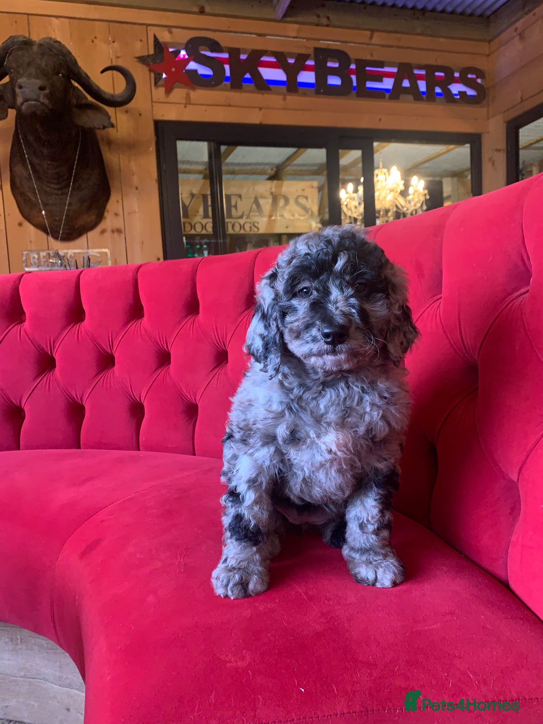 Bernedoodle dogs for sale: F1b Standard Bernedoodle  - Advert 9