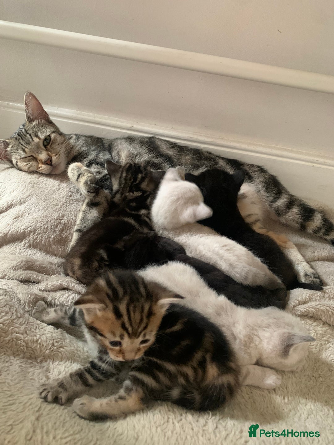 Mixed Breed cats for sale: Black/ brown striped  - Image 1