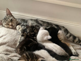 Mixed Breed cats - Advert 2