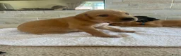 Mixed Breed dogs for sale: Fox red Labrador  - Advert 5