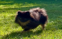 Pomeranian dogs for adoption: Brownie: The Tiny Soul Who Refused to Be Broken - Image 8