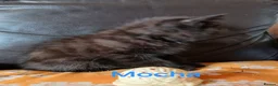 Exotic cats for sale: EXQUISITE GCCF PERSIAN EXOTIC BABIES - Advert 13