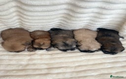 Shih Tzu dogs for sale: KC Shihtzu pups  - Image 1