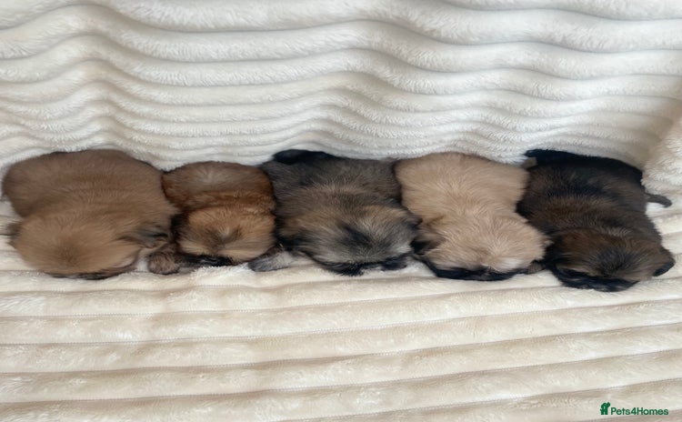Shih Tzu dogs - Advert 2