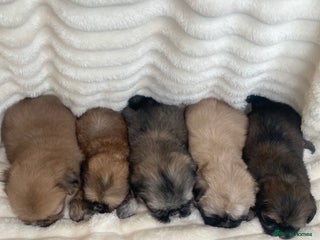 Shih Tzu dogs - Advert 1